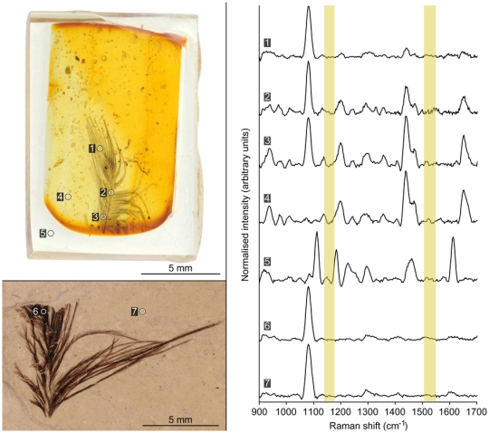 Figure 2: Raman spectra from a fossil feather preserved in amber and from a carbonised compression fossil.