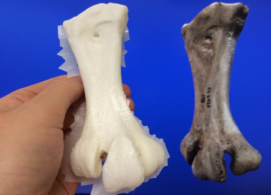3D printed moa bone